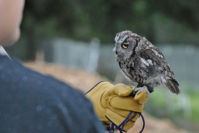 Midsection of man holding owl