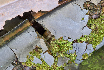 High angle view of plant growing in old water