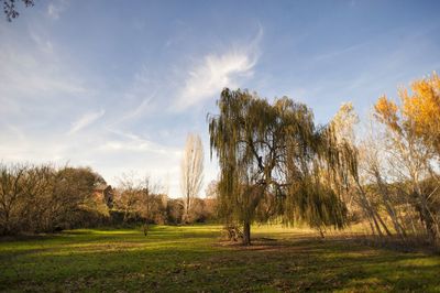 Trees on field against sky