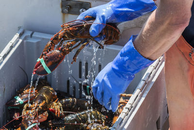 Live lobster has water dripping off as it is being placed into bins on a fishing boat in maine.