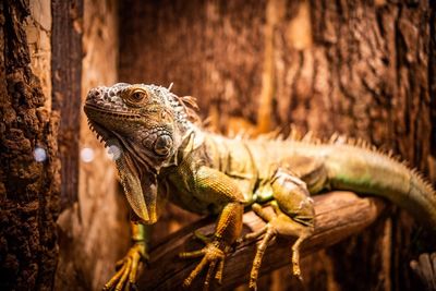 Close-up of a lizard on tree