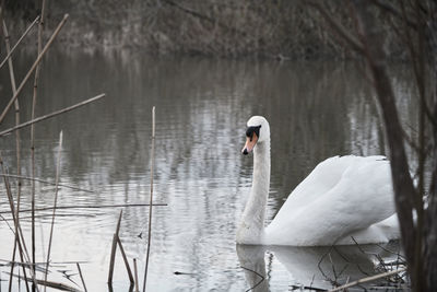 Swan floating on lake