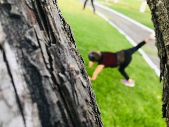 View of a dog on tree trunk