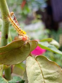 Close-up of insect on flower