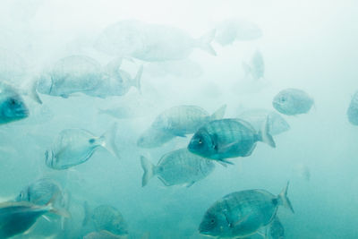 Fish swimming in sea