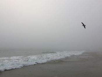 Seagull flying over sea against clear sky