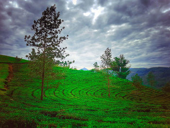 Trees on field against sky