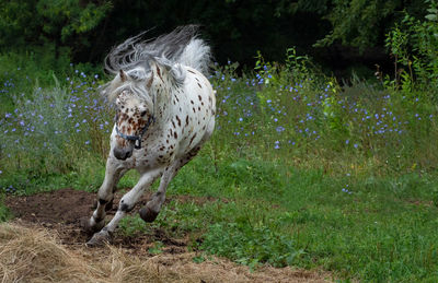 Horse running on field