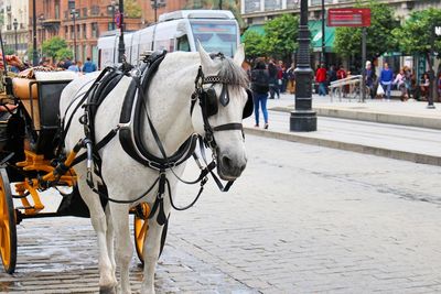 Horse cart on street in city