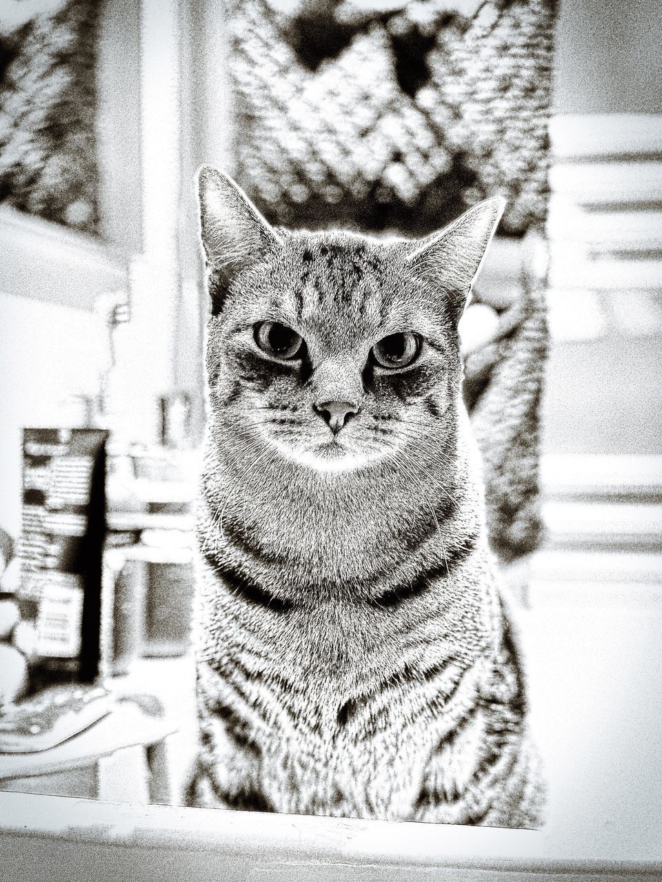CLOSE-UP PORTRAIT OF CAT