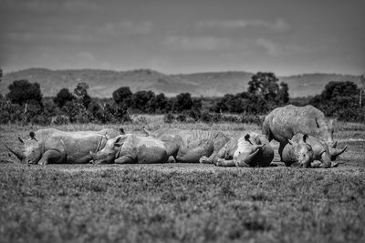 View of sheep resting on field against sky