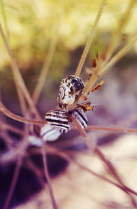 Close-up of snails on plant stems