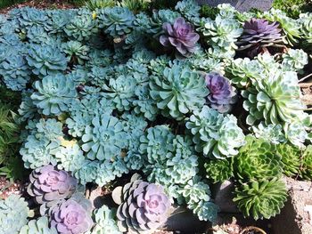 High angle view of purple flowering plants