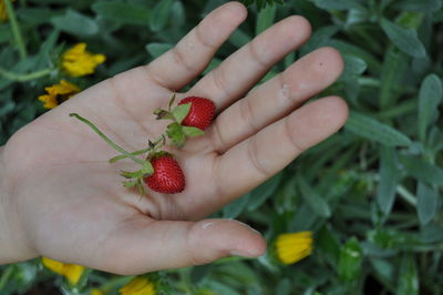 Close-up of cropped hand