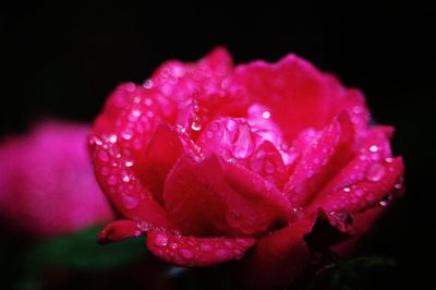 Close-up of wet rose blooming against black background