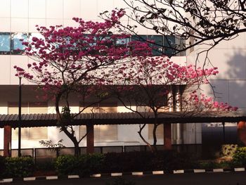 Flower tree against built structure