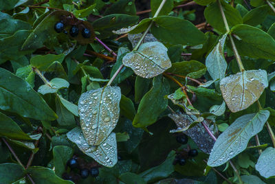 Close-up of leaves