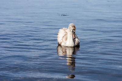 Swan swimming in lake