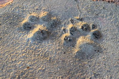 High angle view of footprints on beach