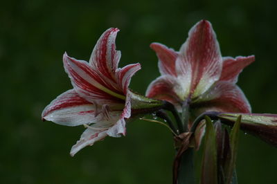 Close-up of red flowering plant