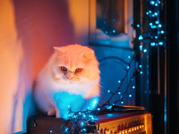 Close-up portrait of cat sitting on table by illuminated string lights