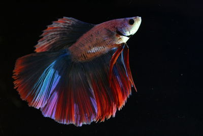 Close-up of fish swimming in sea