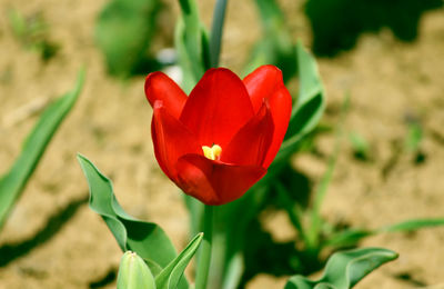 Close-up of red flower on field