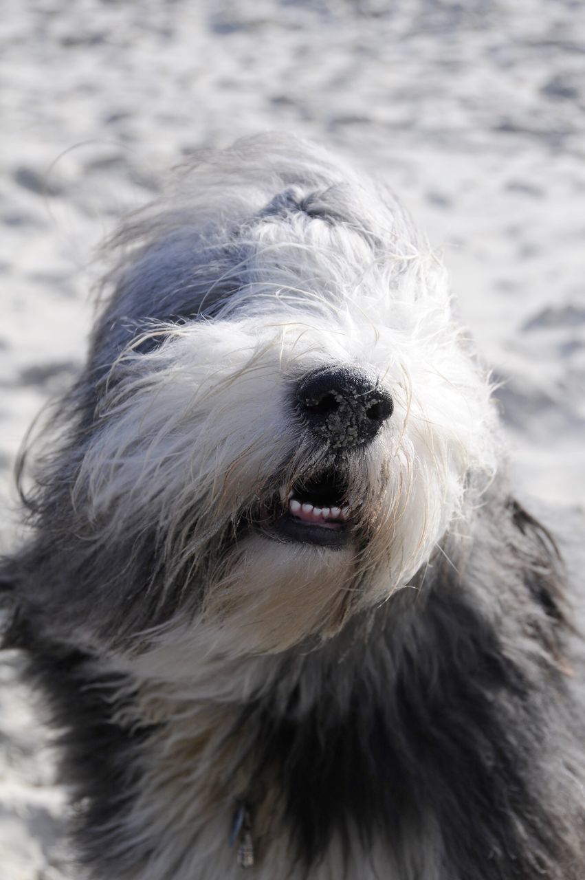 CLOSE-UP OF WHITE DOG