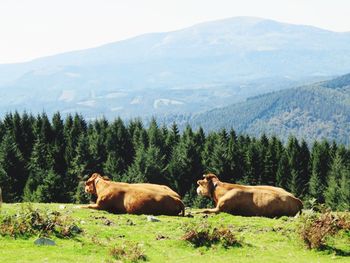 View of a sheep on landscape