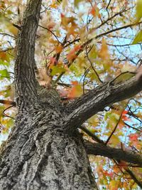 Low angle view of tree