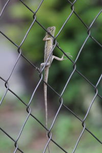Close-up of chainlink fence