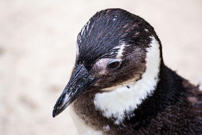 Close-up of bird