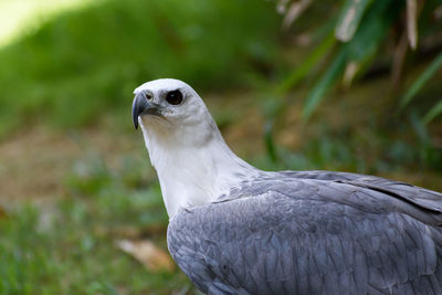 Close-up of a bird