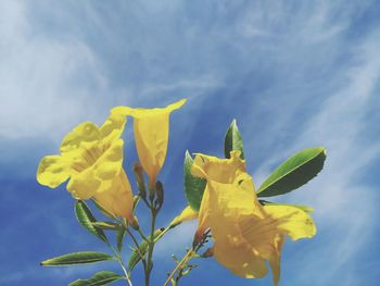 Close-up of yellow flowering plant against sky