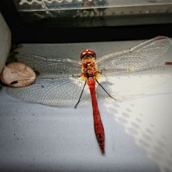 Close-up of spider