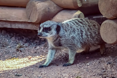 Close-up of an animal on field