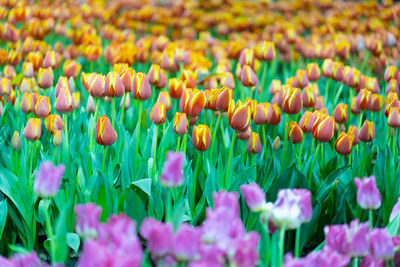 Close-up of tulips in field