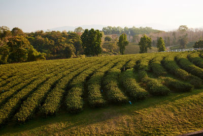 Scenic view of agricultural field against clear sky