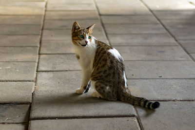 Beautiful gray and white young male cat