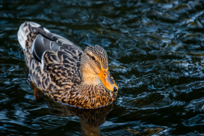 Close-up of duck swimming in lake