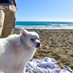 Funny puppy dog at beach with tongue sticking out