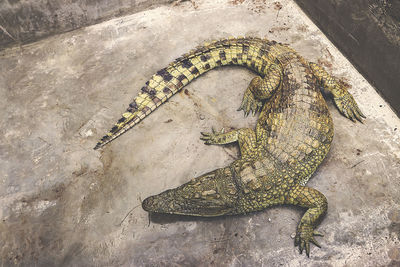 High angle view of snake