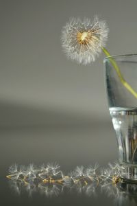 Close up of flowers