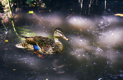 High angle view of mallard ducks swimming in lake