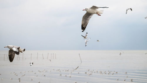 Seagulls flying over sea against sky