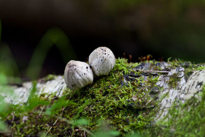 Close-up of wild mushroom