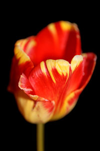 Close-up of red rose against black background