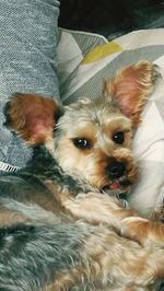 Close-up of dog relaxing on bed at home