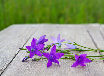 Close-up of purple crocus flowers on wood