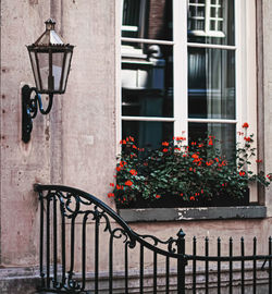 Flower pots on window of building